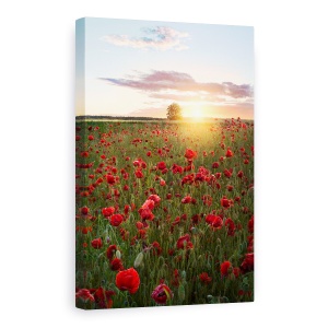 Tablou Canvas - Campuri De Mac Din Suedia, Flori, Maci, Soare, Suedia, Rosu, 80 x 120 cm