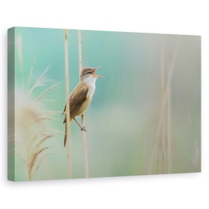 Tablou canvas - Cantaretul Din Stuf, Reed, Rau, Pasare, Canta, Parco, 60 x 90 cm