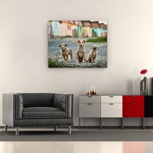 Tablou canvas - Cei Trei Muschetari, Animale De Companie, Caini, Case, Cladiri, 60 x 75 cm - Img 2