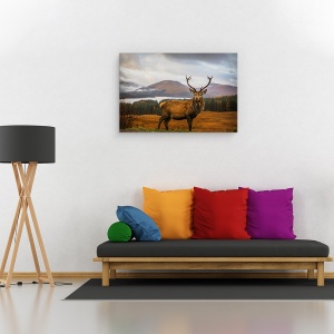 Tablou canvas - Cerbul Scotian, Cerb, Caprioara, Coarne De Cerb, 40 x 60 cm - Img 2
