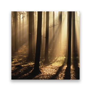 Tablou Canvas - Copaci, Soare, Padure, 60 x 60 cm