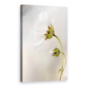Tablou canvas - Cosmos, Natura Moarta, Floare, 60 x 90 cm