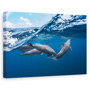 Tablou canvas - Delfinii, Delfin, Delfini, Ocean, Mare, Sub Apa, 40 x 60 cm