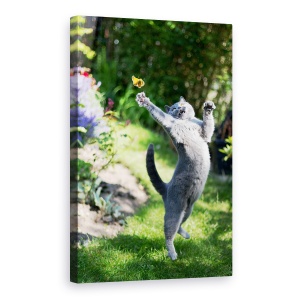 Tablou canvas - Domnisoara, Pisica, Animal, Danemarca, Fluture, Prinde, 40 x 60 cm