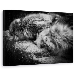 Tablou canvas - Dormind, Maimuta, Obosit, Odihna, 40 x 60 cm
