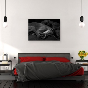 Tablou canvas - Doua, Caini, Galgo, Dormind, 40 x 60 cm - Img 3