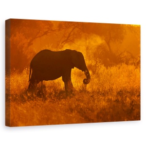 Tablou canvas - Elefant De Aur In Savute, Africa, Mediu, Gigant, Natura, 60 x 90 cm
