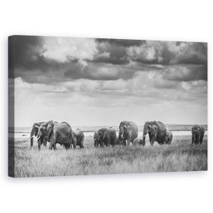 Tablou canvas - Familia Elefantilor, Salbatic, Kenya, Alb-Negru, Safari, 50 x 80 cm