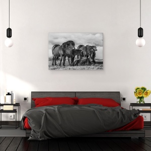 Tablou canvas - Familie Fericita, Animale, Cal Islandez, 40 x 60 cm - Img 3