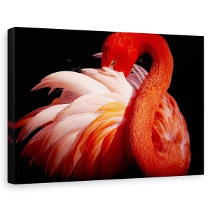 Tablou canvas - Flamingo, Pasare, Rosu, Ochi, Privire, 80 x 120 cm