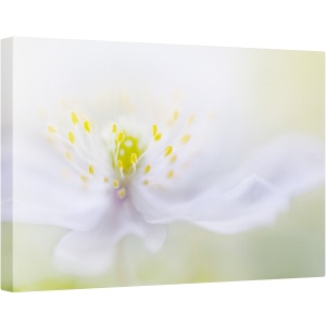 Tablou canvas - Floare, Moale, Fragil, Bland, 60 x 90 cm