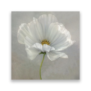 Tablou Canvas - Floral, Flori de maci, Alb, Pictura, 60 x 60 cm