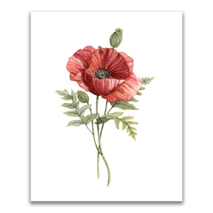 Tablou Canvas - Flori de maci, Floare, Primavara, Rosu, 60 x 75 cm