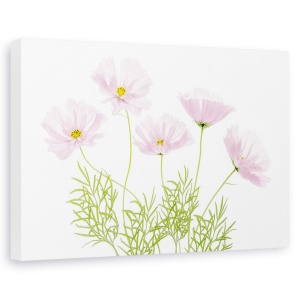 Tablou canvas - Flori roz, Natura moarta, Cosmos, Flori, Gradina, 60 x 90 cm