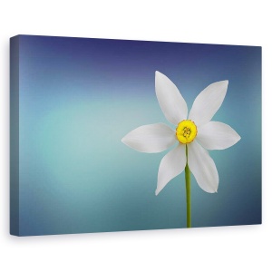 Tablou canvas - Floria Paradisului, Natura moarta, Turcoaz, Simplitate, Minimalism, 60 x 90 cm