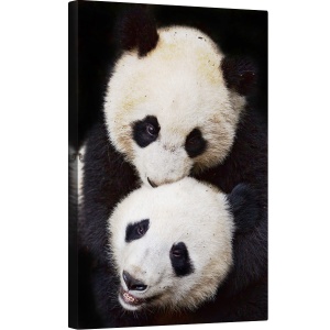 Tablou canvas - Frati, Panda, Ursi Panda, Animal, Dragut, Blana, 60 x 90 cm