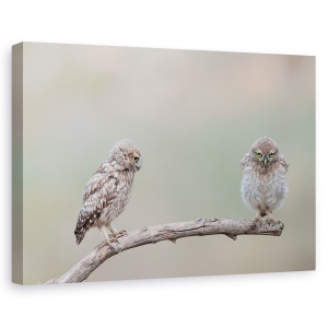 Tablou canvas - Gagica Mea, Bufnita, Salbatic, Pasare, Ramura, 60 x 90 cm