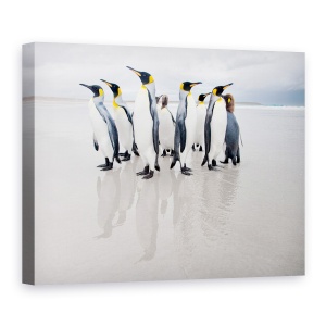 Tablou Canvas - Garda De Corp, Natura, Animal, Pinguin, Salbatic, Plaja, 50 x 70 cm