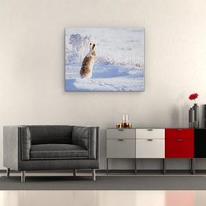 Tablou canvas - Iepurele Cu Coada Alba, Iarna, Zapada, 60 x 75 cm - Img 2