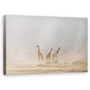 Tablou canvas - Imprastierea Diavolilor De Praf In Amboseli, Natura, Animal, Salbatic, Girafa, 50 x 80 cm