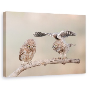 Tablou canvas - Indiferenta, Bufnita, Pasare, Natura, Animal, 40 x 60 cm