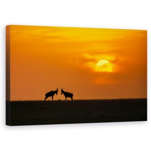 Tablou canvas - La Apusul Soarelui, Ibex, Capra, Pereche, Cuplu, Duo, 50 x 80 cm