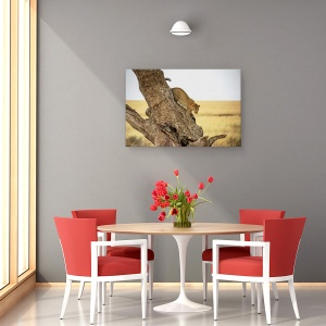 Tablou canvas - Leopard - Serengheti, Tanzania, Leopard, Ascensiune, Alpinism, Africa, 60 x 90 cm - Img 4