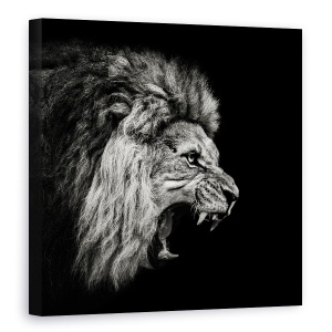 Tablou canvas - Leu Mugind, Leu, Animal, Felina, Alb-Negru, Intunecos, 60 x 60 cm