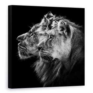 Tablou Canvas - Leu Si Leoaica, Portret, Safari, Familie, Puternic, 60 x 60 cm
