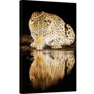 Tablou canvas - Mama Singura, Fauna, Salbatic, Natura, Animal, Reflectie, 80 x 120 cm