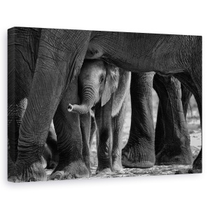 Tablou canvas - Mici Printre Mari, Elefant, Chobe, Rau, Botswana, Africa, 80 x 120 cm
