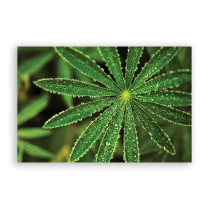 Tablou Canvas - Natura, Frunza, Verde, 40 x 60 cm