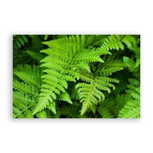 Tablou Canvas - Natura, Frunza, Verde, 80 x 120 cm