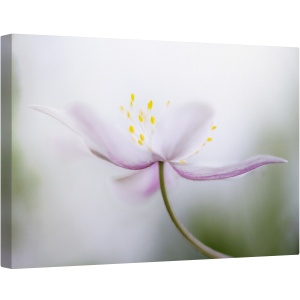 Tablou canvas - Nemorosa, Floare, Roz, Petale, Moale, 80 x 120 cm