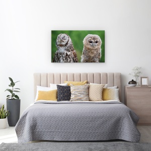 Tablou canvas - Nu Mai Vorbesc Cu Tine, Rosiatic, Bufnita, Pasare, Umor, Vila, 50 x 80 cm - Img 3