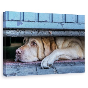 Tablou canvas - Observator Stradal, Animale, Belgia, Caine, Animal, 40 x 60 cm