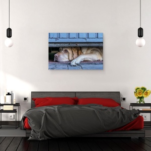 Tablou canvas - Observator Stradal, Animale, Belgia, Caine, Animal, 80 x 120 cm - Img 3
