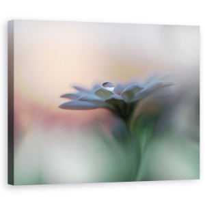 Tablou canvas - Ochii Luminii, Floare, Picatura, 60 x 75 cm