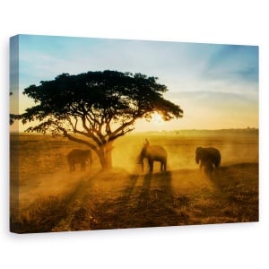Tablou canvas - Orasul Matinal Al Elefantilor, Trio, Grup, Soare, 40 x 60 cm