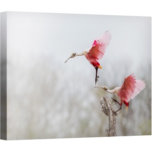 Tablou canvas - Pasari, Pereche, Trandafir, Starc, Aterizare, Fauna, Animale, 75 x 100 cm