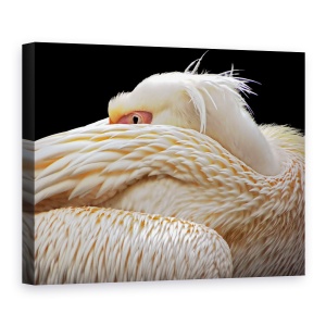Tablou Canvas - Pe Jumatate Adormit, Pelican, Pasare, Animal, Ochi, Abstract, 50 x 70 cm