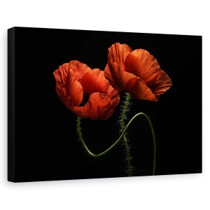Tablou canvas - Pe La Miezul Noptii, Maci, Rosu, Flori, Fulger, 40 x 60 cm