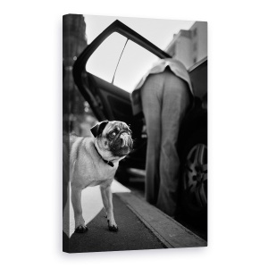 Tablou canvas - Pet, Caine, Pet, Limba, Linge, Strada, 60 x 90 cm