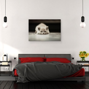 Tablou canvas - Phillip, Adorabil, Animal, Pisica, Dragut, Pufos, 80 x 120 cm - Img 3