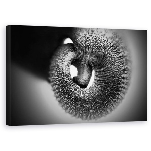 Tablou canvas - Portbagaj, Elefant, Alb-Negru, Cerc, Spiral, 50 x 80 cm