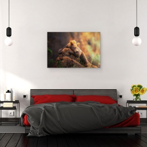 Tablou canvas - Portret de Urs, Urs, Stanca, Grizzly, Portret, Padure, Cantabria, 40 x 60 cm - Img 3