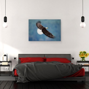 Tablou canvas - Pozand, Vultur, Aripa, Pasare, 40 x 60 cm - Img 3