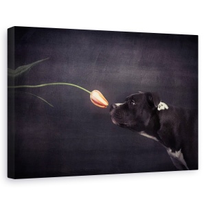 Tablou canvas - Prima Abordare, Studio, Caini, Floare, Animale, 60 x 90 cm
