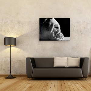 Tablou canvas - Printre Riduri, Caine, Pet, Animale De Companie, Canin, Bulldog, 50 x 70 cm - Img 2