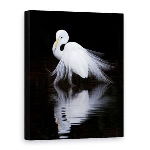 Tablou canvas - Privind, Pasare, Alb, Contrast, Reflectie, Animal, 60 x 80 cm